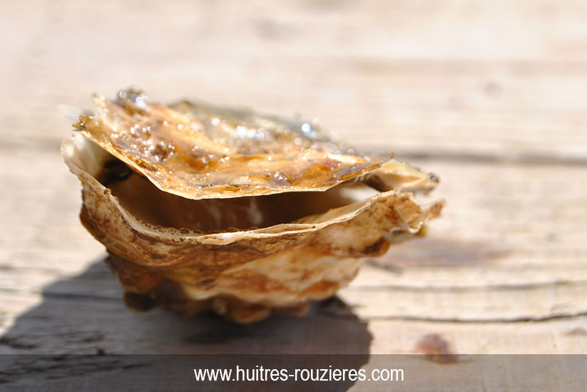 huitre qui baille