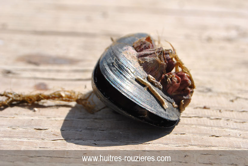 Moule qui baille