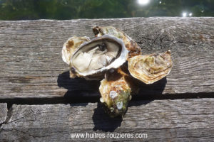 Huitres fines bio de Bouzigues
