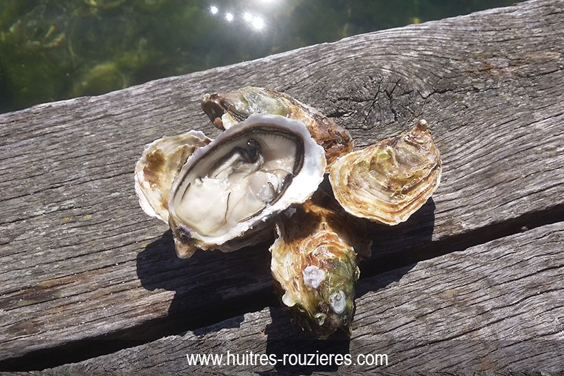 Huitres fine bio de Bouzigues