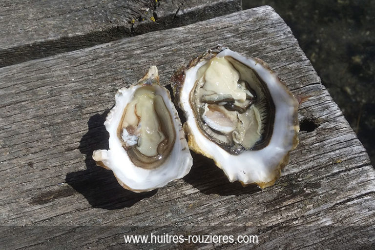 Difference Entre Huitre Speciale Et Fine De Claire